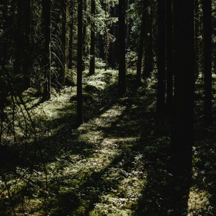 Metsamajandamiskava koostamine